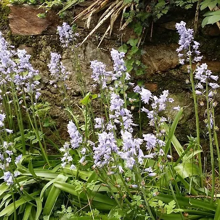 Gæstehus Cedres Bleus De Joany Chez Nathalie