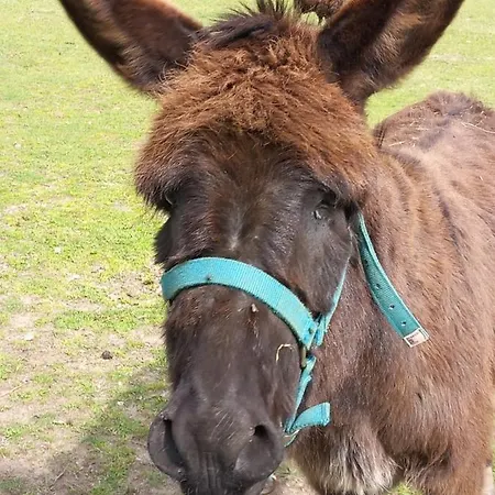 Cedres Bleus De Joany Chez Nathalie Viviez
