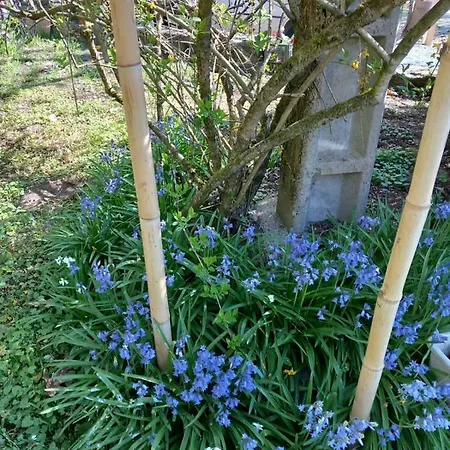 Cedres Bleus De Joany Chez Nathalie Gæstehus
