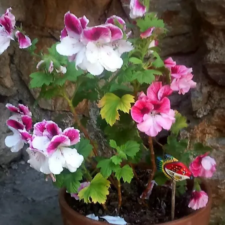 Gæstehus Cedres Bleus De Joany Chez Nathalie