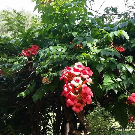 Gæstehus Cedres Bleus De Joany Chez Nathalie Viviez