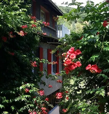 Cedres Bleus De Joany Chez Nathalie