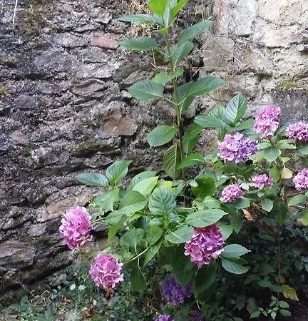 Cedres Bleus De Joany Chez Nathalie Viviez