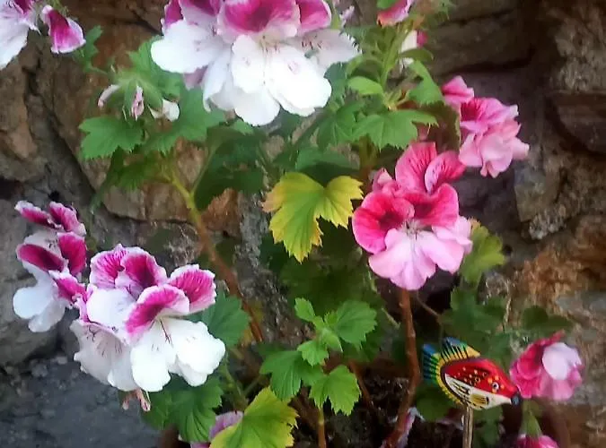 게스트하우스 Cedres Bleus De Joany Chez Nathalie