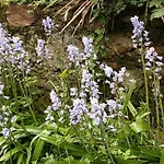 ゲストハウス Cedres Bleus De Joany Chez Nathalie