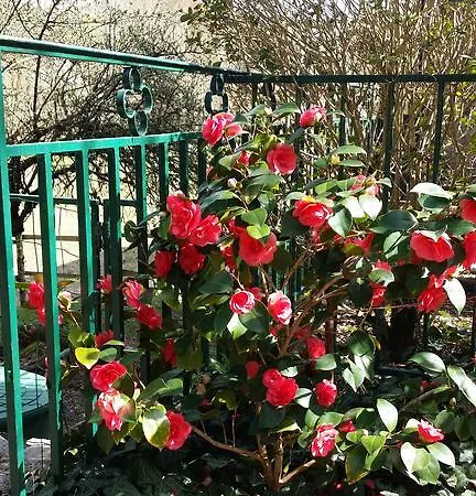 Les Cèdres Bleus De Joany Viviez