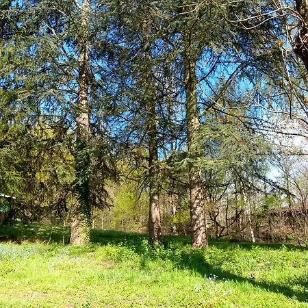 Cedres Bleus De Joany Chez Nathalie