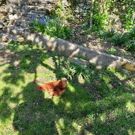 Cedres Bleus De Joany Chez Nathalie