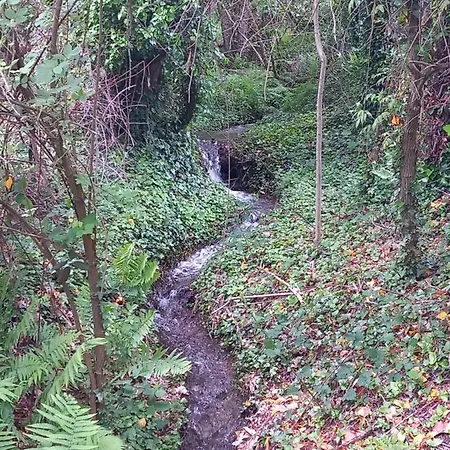 Cedres Bleus De Joany Chez Nathalie Vendégház Viviez