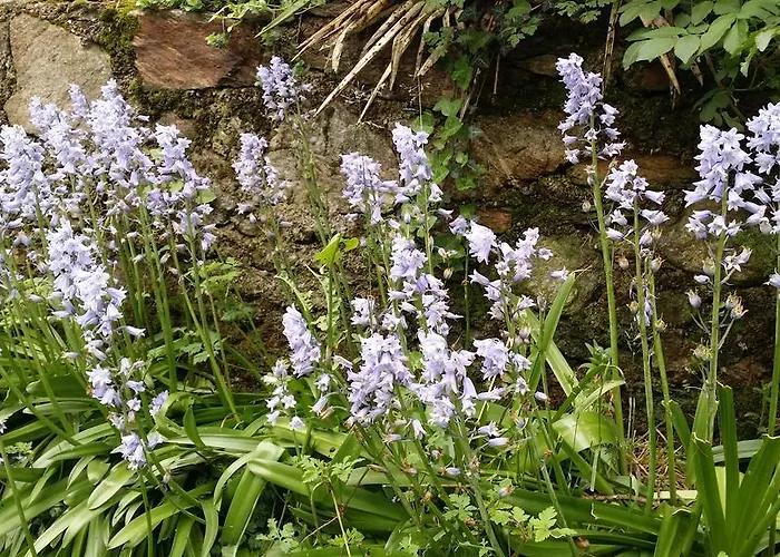 Гостевой дом Cedres Bleus De Joany Chez Nathalie