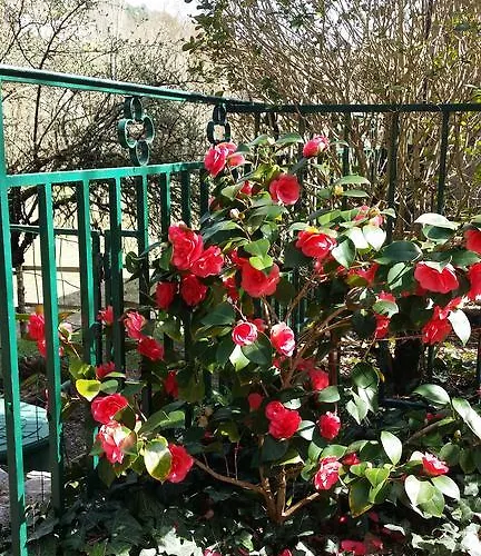 Cedres Bleus De Joany Chez Nathalie Viviez