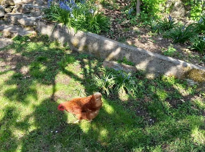 Cedres Bleus De Joany Chez Nathalie