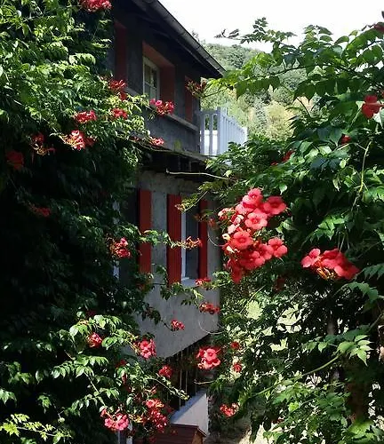 Cedres Bleus De Joany Chez Nathalie