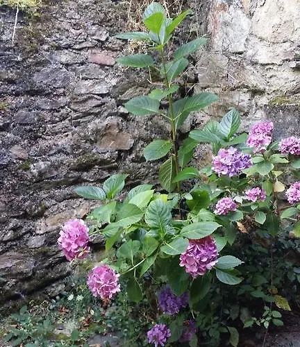 Cedres Bleus De Joany Chez Nathalie Viviez